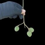 Andira cujabensis Fruto