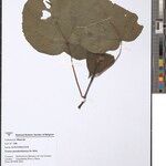 Croton pseudoniloticus Otro