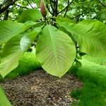 Magnolia obovata Foglia