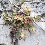 Asplenium ruta-muraria Blad