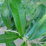 Chloroluma gonocarpa List