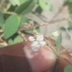 Desmodium tortuosum Çiçek