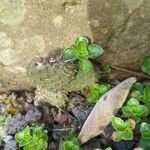 Opuntia fragilis Leaf