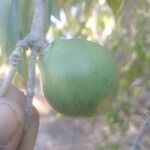 أنواع غير معروفةFruit