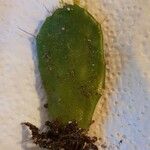 Opuntia dillenii Leaf