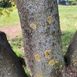 Acer pseudoplatanus Кара