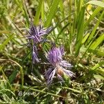 Carthamus mitissimus Flower