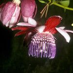 Passiflora gabrielliana Flower