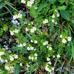 Euphrasia officinalis Hábitos