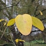 Sassafras albidum Leaf