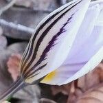 Crocus imperati 花