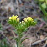 Neatostema apulum Otro