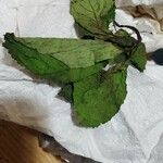 Lactuca virosa 葉