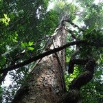 Pericopsis elata Habitat