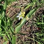 Nothoscordum bivalve Flor