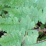 Thelypteris palustris Leaf