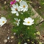 Cosmos bipinnatusFiore