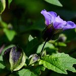 Nicandra physalodes Flors