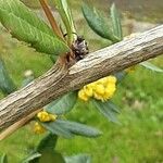 Berberis julianae Bark