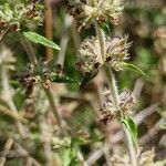 Thymus pannonicus Fruit