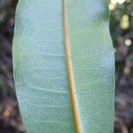 Ficus nitidifolia Leaf