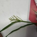 Paspalum paniculatum Flower