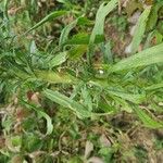 Conyza canadensis Кора