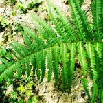 Dryopteris filix-mas Blad