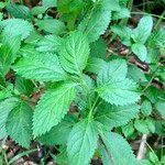 Stachytarpheta indica Leaf