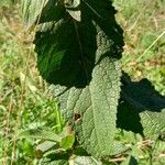 Verbascum lychnitis Blad