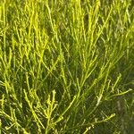 Baccharis sarothroides Hoja