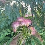 Albizia julibrissinЛіст