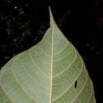Ormosia amazonica Лист