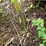 Darmera peltata Rinde