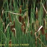 Typha minima Hábito