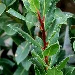 Salix foetida Corteza