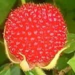 Rubus rosifolius ഫലം