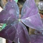 Oxalis triangularis Blatt