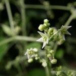 Sicydium tamnifolium Flower