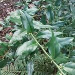 Sarcococca ruscifolia Blad