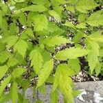 Actaea racemosa Leaf