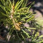 Pinus edulis Hoja