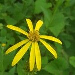 Verbesina helianthoides Flower