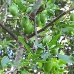 Prunus salicina Лист
