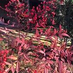 Nandina domestica Fruit