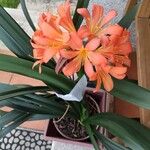 Clivia × cyrtanthiflora Blomma