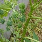 Ricinus communisফল