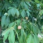 Aesculus glabra Gyümölcs