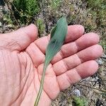 Bupleurum rigidum Leaf