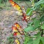 Ipomoea lobata Flor